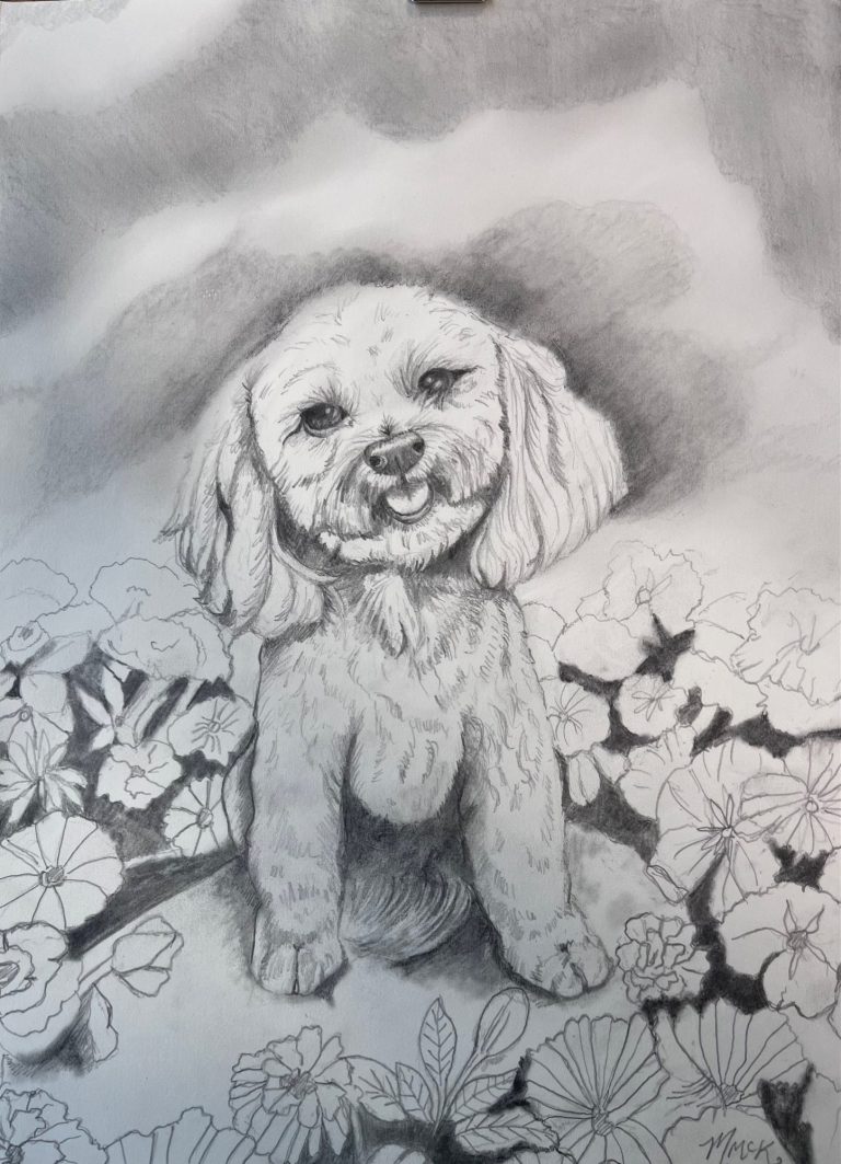 Teddy Bear Cavapoo in pencil on watercolour paper