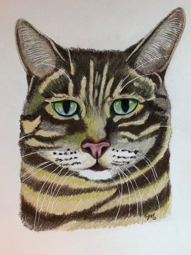 Tortoiseshell cat Tortoise shell cat